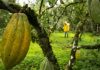 Cacao ecuatoriano afronta menor cosecha y presión climática en 2026 Cacao ecuatoriano afronta menor cosecha y presión climática en 2026
