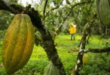 Cacao ecuatoriano afronta menor cosecha y presión climática en 2026 Cacao ecuatoriano afronta menor cosecha y presión climática en 2026