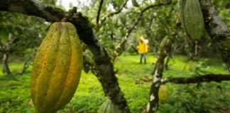 Cacao ecuatoriano afronta menor cosecha y presión climática en 2026 Cacao ecuatoriano afronta menor cosecha y presión climática en 2026