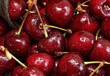¿Cerezas en peligro? Productores de Ñuble temen perder el 50% de sus cosechas o todo por las lluvias ¿Cerezas en peligro? Productores de Ñuble temen perder el 50% de sus cosechas o todo por las lluvias