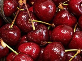 ¿Cerezas en peligro? Productores de Ñuble temen perder el 50% de sus cosechas o todo por las lluvias ¿Cerezas en peligro? Productores de Ñuble temen perder el 50% de sus cosechas o todo por las lluvias