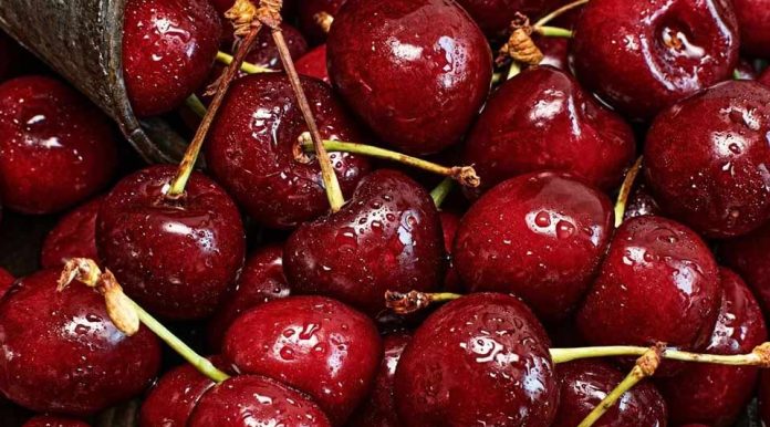 ¿Cerezas en peligro? Productores de Ñuble temen perder el 50% de sus cosechas o todo por las lluvias ¿Cerezas en peligro? Productores de Ñuble temen perder el 50% de sus cosechas o todo por las lluvias