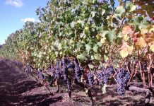 Chile potencia la ciencia aplicada al vino y la uva de mesa con el lanzamiento de VitiScience Chile potencia la ciencia aplicada al vino y la uva de mesa con el lanzamiento de VitiScience