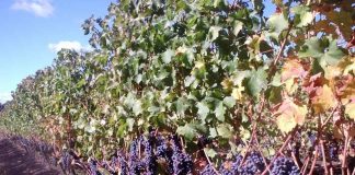 Chile potencia la ciencia aplicada al vino y la uva de mesa con el lanzamiento de VitiScience Chile potencia la ciencia aplicada al vino y la uva de mesa con el lanzamiento de VitiScience