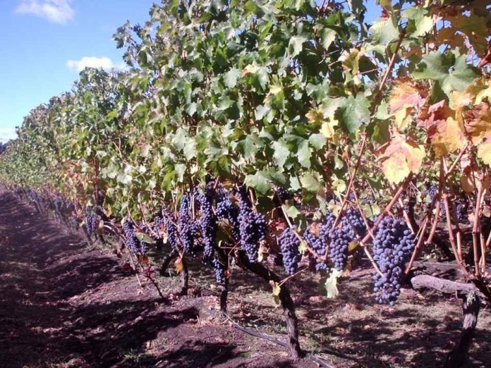 Chile potencia la ciencia aplicada al vino y la uva de mesa con el lanzamiento de VitiScience Chile potencia la ciencia aplicada al vino y la uva de mesa con el lanzamiento de VitiScience