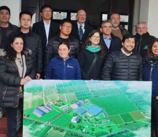 Chile y China avanzan en la instalación de una granja demostrativa para impulsar innovación y transferencia tecnológica agrícola Chile y China avanzan en la instalación de una granja demostrativa para impulsar innovación y transferencia tecnológica agrícola