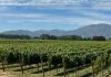Colchagua celebra el Día Nacional del Vino con una gran jornada abierta a la comunidad Colchagua celebra el Día Nacional del Vino con una gran jornada abierta a la comunidad