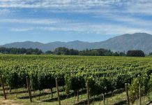 Colchagua celebra el Día Nacional del Vino con una gran jornada abierta a la comunidad Colchagua celebra el Día Nacional del Vino con una gran jornada abierta a la comunidad