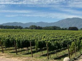 Colchagua celebra el Día Nacional del Vino con una gran jornada abierta a la comunidad Colchagua celebra el Día Nacional del Vino con una gran jornada abierta a la comunidad