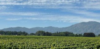 Colchagua celebra el Día Nacional del Vino con una gran jornada abierta a la comunidad