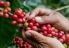 Colombia reduce su producción de café y las exportaciones caen 12 % Colombia reduce su producción de café y las exportaciones caen 12 %