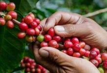 Colombia reduce su producción de café y las exportaciones caen 12 % Colombia reduce su producción de café y las exportaciones caen 12 %