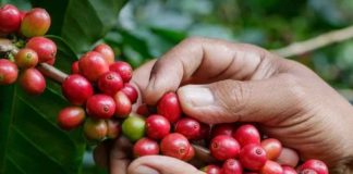 Colombia reduce su producción de café y las exportaciones caen 12 % Colombia reduce su producción de café y las exportaciones caen 12 %