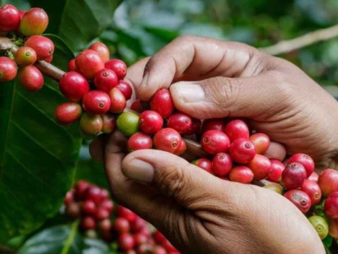 Colombia reduce su producción de café y las exportaciones caen 12 % Colombia reduce su producción de café y las exportaciones caen 12 %