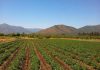 Claves para una auditoría exitosa: Cómo preparar un predio mediante la certificación agrícola sin caer en la improvisación Claves para una auditoría exitosa: Cómo preparar un predio mediante la certificación agrícola sin caer en la improvisación. Certiagro SpA