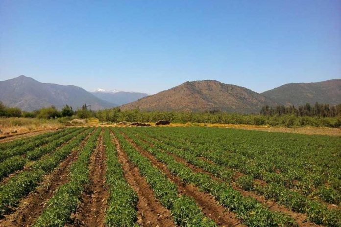 Claves para una auditoría exitosa: Cómo preparar un predio mediante la certificación agrícola sin caer en la improvisación. Certiagro SpA Claves para una auditoría exitosa: Cómo preparar un predio mediante la certificación agrícola sin caer en la improvisación. Certiagro SpA