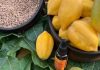 De residuo frutal a cosmético: Elquimia lanza sérum elaborado a partir del musílago de descarte de la papaya chilena De residuo frutal a cosmético: Elquimia lanza sérum elaborado a partir del musílago de descarte de la papaya chilena