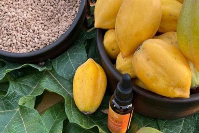 De residuo frutal a cosmético Elquimia lanza sérum elaborado a partir del musílago de descarte de la papaya chilena De residuo frutal a cosmético: Elquimia lanza sérum elaborado a partir del musílago de descarte de la papaya chilena