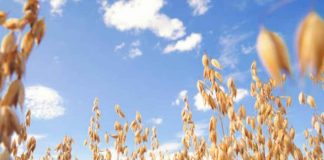 EEUU | El USDA lanza un programa piloto para modernizar la recopilación de datos sobre cultivos. EEUU | El USDA lanza un programa piloto para modernizar la recopilación de datos sobre cultivos.