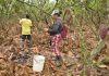 Ecuador | El exceso de agua, una amenaza que los cacaoteros buscan contener para proteger las plantaciones ante llegada del fenómeno de El Niño Ecuador | El exceso de agua, una amenaza que los cacaoteros buscan contener para proteger las plantaciones ante llegada del fenómeno de El Niño