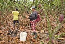 Ecuador | El exceso de agua, una amenaza que los cacaoteros buscan contener para proteger las plantaciones ante llegada del fenómeno de El Niño Ecuador | El exceso de agua, una amenaza que los cacaoteros buscan contener para proteger las plantaciones ante llegada del fenómeno de El Niño