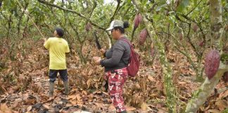 Ecuador | El exceso de agua, una amenaza que los cacaoteros buscan contener para proteger las plantaciones ante llegada del fenómeno de El Niño Ecuador | El exceso de agua, una amenaza que los cacaoteros buscan contener para proteger las plantaciones ante llegada del fenómeno de El Niño