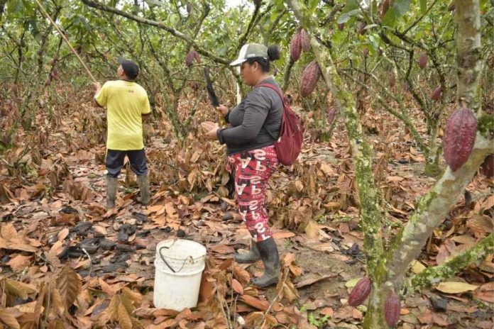 Ecuador | El exceso de agua, una amenaza que los cacaoteros buscan contener para proteger las plantaciones ante llegada del fenómeno de El Niño