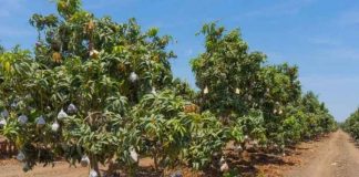 El Niño entra en fase extraordinaria en Perú: el calor ya llega a 37 °C y faltan las lluvias El Niño entra en fase extraordinaria en Perú: el calor ya llega a 37 °C y faltan las lluvias