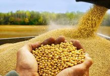 El crecimiento mundial de los productos lácteos y la carne de vacuno abre nuevas oportunidades para la soja estadounidense. El crecimiento mundial de los productos lácteos y la carne de vacuno abre nuevas oportunidades para la soja estadounidense.