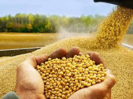 El crecimiento mundial de los productos lácteos y la carne de vacuno abre nuevas oportunidades para la soja estadounidense. El crecimiento mundial de los productos lácteos y la carne de vacuno abre nuevas oportunidades para la soja estadounidense.