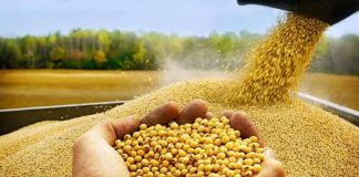 El crecimiento mundial de los productos lácteos y la carne de vacuno abre nuevas oportunidades para la soja estadounidense. El crecimiento mundial de los productos lácteos y la carne de vacuno abre nuevas oportunidades para la soja estadounidense.