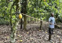 El exceso de lluvia también amenaza la producción de cacao