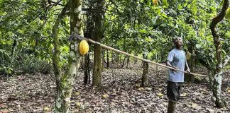 El exceso de lluvia también amenaza la producción de cacao El exceso de lluvia también amenaza la producción de cacao