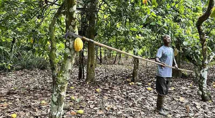 El exceso de lluvia también amenaza la producción de cacao El exceso de lluvia también amenaza la producción de cacao