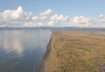 El humedal que sí tiene habitantes: por qué Rocuant-Andalién es clave para el pilpilén y las ciudades El humedal que sí tiene habitantes por qué Rocuant-Andalién es clave para el pilpilén y las ciudades