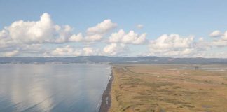 El humedal que sí tiene habitantes por qué Rocuant-Andalién es clave para el pilpilén y las ciudades