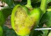 España | Almería afronta el inicio de campaña de pimiento con medidas reforzadas contra Thrips parvispinus