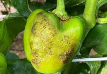 España | Almería afronta el inicio de campaña de pimiento con medidas reforzadas contra Thrips parvispinus