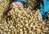 España se suma a la fiebre por el pistacho: líder en Europa, quinto a nivel mundial España se suma a la fiebre por el pistacho: líder en Europa, quinto a nivel mundial