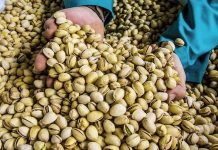 España se suma a la fiebre por el pistacho: líder en Europa, quinto a nivel mundial España se suma a la fiebre por el pistacho: líder en Europa, quinto a nivel mundial
