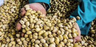 España se suma a la fiebre por el pistacho: líder en Europa, quinto a nivel mundial