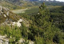 Estudio revela que pinos fuera de su hábitat natural crecen más y toleran mejor la sequía Estudio revela que pinos fuera de su hábitat natural crecen más y toleran mejor la sequía