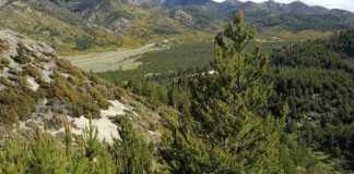Estudio revela que pinos fuera de su hábitat natural crecen más y toleran mejor la sequía