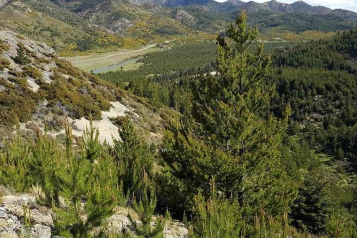 Estudio revela que pinos fuera de su hábitat natural crecen más y toleran mejor la sequía
