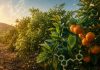 Europa apuesta por inteligencia artificial y biotecnología para desarrollar cítricos más resistentes al cambio climático Europa apuesta por inteligencia artificial y biotecnología para desarrollar cítricos más resistentes al cambio climático
