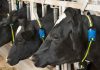 Reportaje | Expertos veterinarios abordan la importancia del cuidado temprano de los bovinos para una producción más eficiente Reportaje | Expertos veterinarios abordan la importancia del cuidado temprano de los bovinos para una producción más eficiente