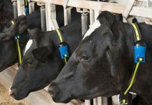 Reportaje | Expertos veterinarios abordan la importancia del cuidado temprano de los bovinos para una producción más eficiente Reportaje | Expertos veterinarios abordan la importancia del cuidado temprano de los bovinos para una producción más eficiente