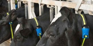Reportaje | Expertos veterinarios abordan la importancia del cuidado temprano de los bovinos para una producción más eficiente