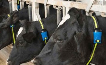 Reportaje | Expertos veterinarios abordan la importancia del cuidado temprano de los bovinos para una producción más eficiente