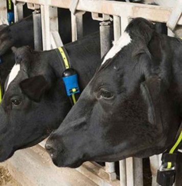 Reportaje | Expertos veterinarios abordan la importancia del cuidado temprano de los bovinos para una producción más eficiente